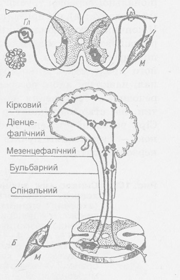 Рефлекторна дуга