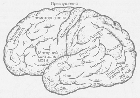 Функціональні зони кори головного мозку