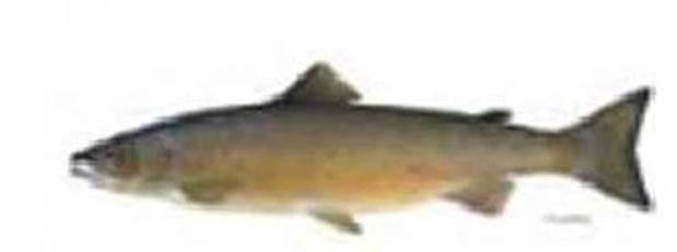 7klas_3.files/image112.jpg
