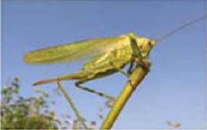 7klas_3.files/image183.jpg