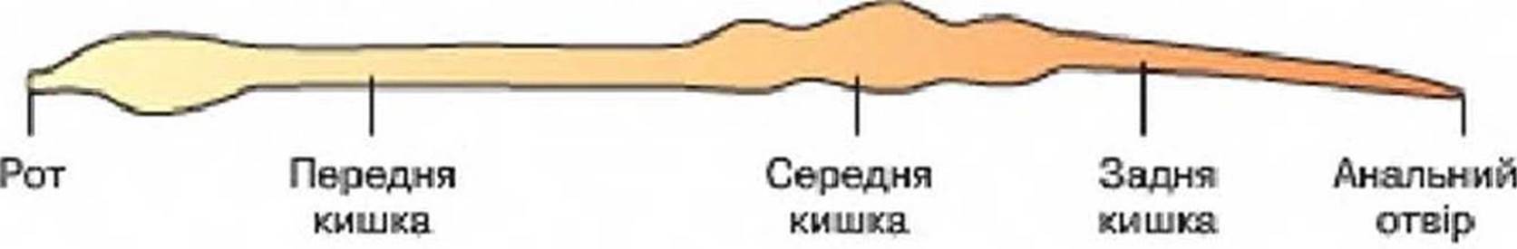 7klas_3.files/image187.jpg