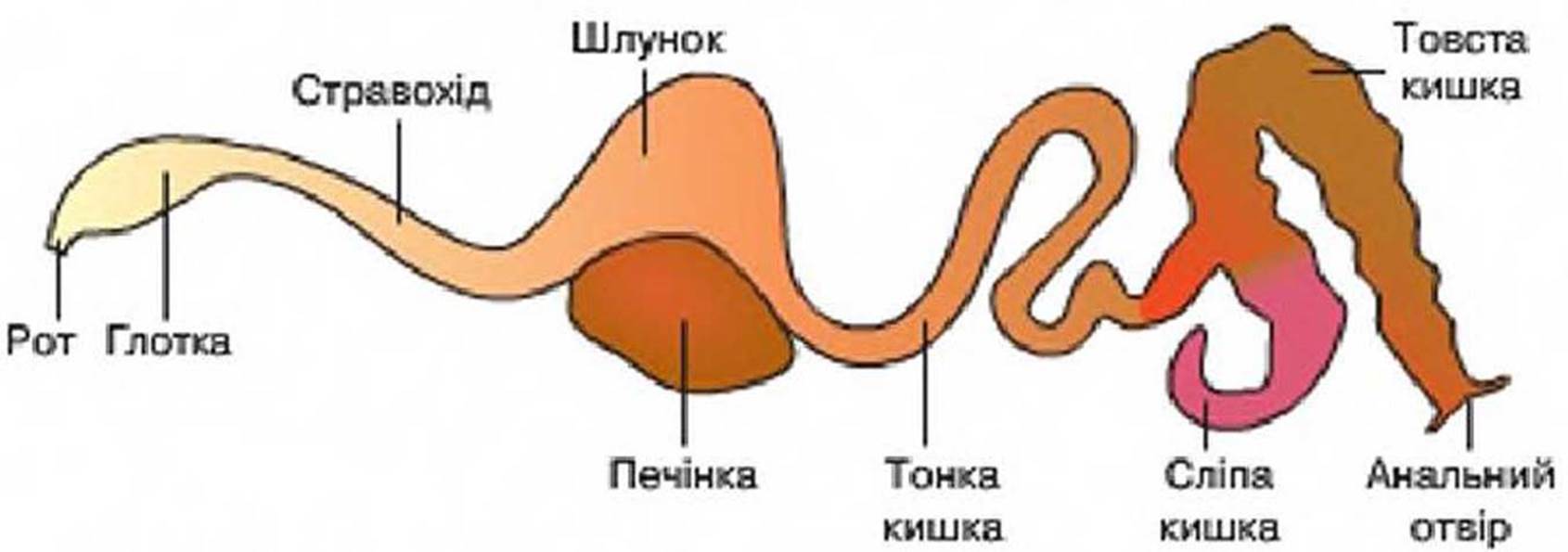 7klas_3.files/image188.jpg