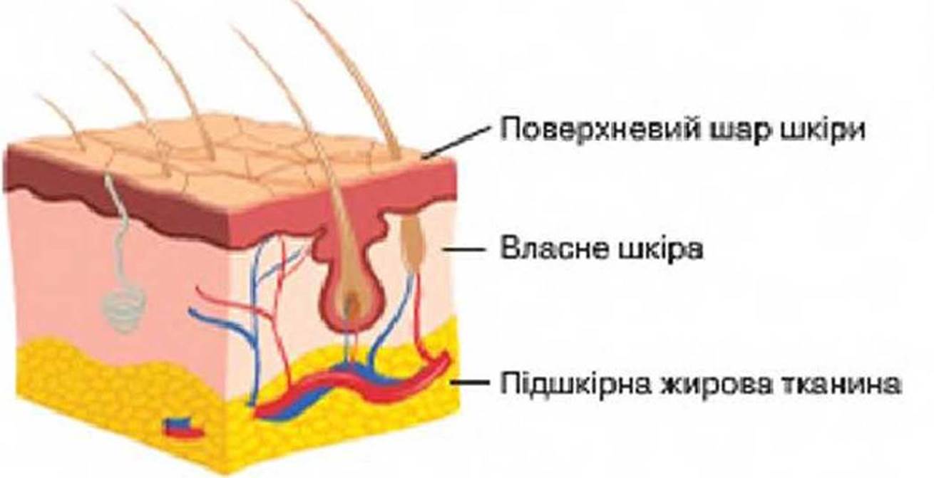 7klas_3.files/image211.jpg