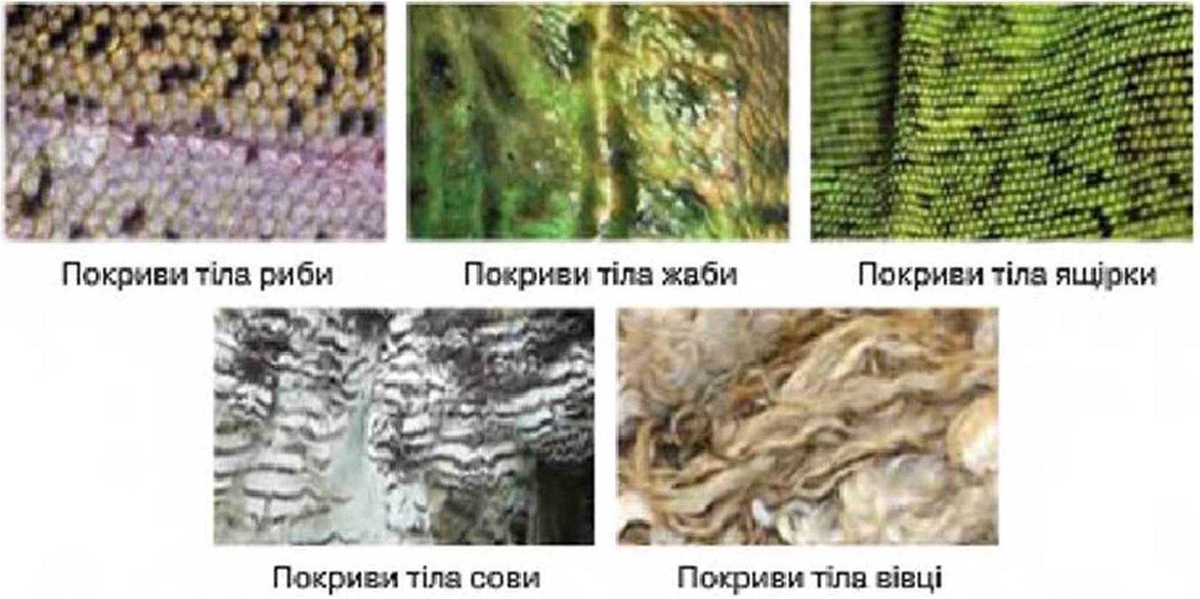 7klas_3.files/image212.jpg